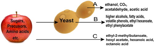 Figure 1. The diagram shows the three different sources responsible for cider aroma. Source ‘A’ encompasses metabolites generated by yeast as part of primary metabolism during fermentation regardless of the starting product (i.e., would be expected from the fermentation of apples, grapes, or a pure sucrose solution). Source ‘B’ are yeast-mediated metabolites, precursors, chemicals that are changed from their original form found in the apple as part of yeast metabolism. Source ‘C’ are volatiles compounds originating from the fruit that remain unchanged in the final cider. This figure is not considered to be a comprehensive list but a visual representation of the source of the chemicals found in cider. The figure was adapted from Dzialo et al., 2017.[Citation18]