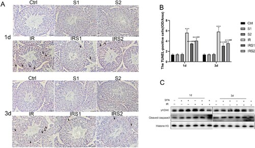 Figure 2. Effects of SFN on apoptosis and DNA damage of testicular germ cells after ionizing radiation. (A) The apoptosis cells were determined by TUNEL staining. Bar =50μm. →Indicates TUNEL-positive cells. (B) The TUNEL-positive cells frequency in mice testes. (C) Relative protein levels of γH2AX and Cleaved-caspase3 detected by Western blot, n = 3 for each group. * p < 0.05, ** p < 0.01, *** p < 0.001vs Ctrl; # p < 0.05, ## p < 0.01, ### p < 0.001vs IR.