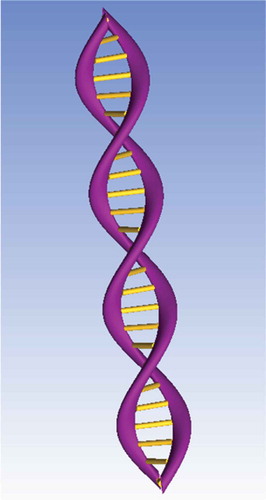 Figure 1. 3D DNA double-helix structure comprised phosphate backbones (purple) and hydrogen bonds between nitrogenous bases (yellow). Created using ANSYS software.