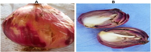 Plate 4. Pathogenicity test showing diseased onion (A = full; B = cut) bulbs after inoculating with Fusarium oxysporum.