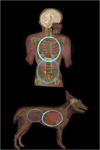 Figure A6. The body of an animal model such as a human and a dog = the spine and peripheral neural tissue that connects the thoracic (demarcated by a solid circle)