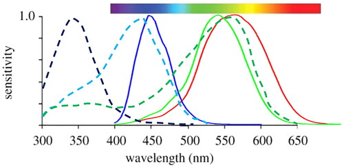 Figure 3. Visual spectral Sensitivity of Western Honey Bee vs. Human. Dotted black, blue, and green lines represent bee UV, B, G. Solid red, green and blue lines represent human R, G, and B (Coliban et al. Citation2020; Dyer et al. Citation2015).