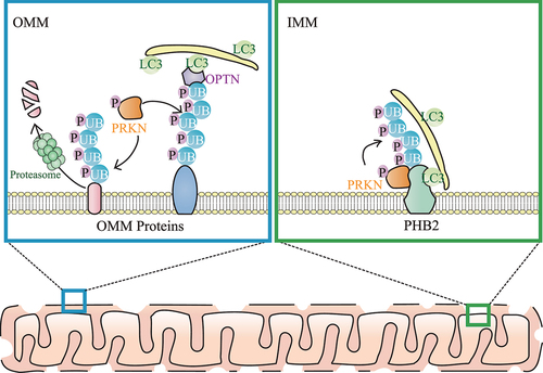 Figure 1. Model for PRKN-mediated ubiquitination on the OMM and IMM during mitophagy. Upon mitochondrial damage, both ubiquitin (UB) and PRKN are phosphorylated by PINK1. OMM proteins are ubiquitinated by PRKN and many ubiquitinated OMM proteins are degraded by proteasomes, leading to OMM rupture. In addition, autophagy receptors (including OPTN) link the ubiquitinated OMM and phagophore (which contains LC3s including LC3B) together. After OMM rupture, the IMM autophagy receptor PHB2 is also ubiquitinated by PRKN, and PRKN-mediated ubiquitination of PHB2 enhances PHB2-LC3 interaction, thereby promoting the phagophore recognition of the “entire” mitochondria during mitophagy.