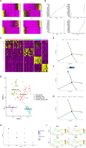 Figure 4. SPARC highly expressed in SMCs. (A) The heatmap of principal component analysis identifying feature genes in each principal component, followed by gene expression analysis in samples. (B) Top 20 gene expression in each principal component. (C) The heatmap of marker genes in clusters. (D) UMAP visualization revealed four major cell subgroups: macrophages, epithelial cells, endothelial cells, and smooth muscle cells. (E) Cluster plot for the four cell groups. (F) Cell developmental trajectories and cell trajectory times for the groups. (G) Cell types plot for the groups (H) Bubble chart for the four SMC genes associated with prognosis, with SPARC highly expressed in SMCs. (I) Scatter plot of four SMC genes.