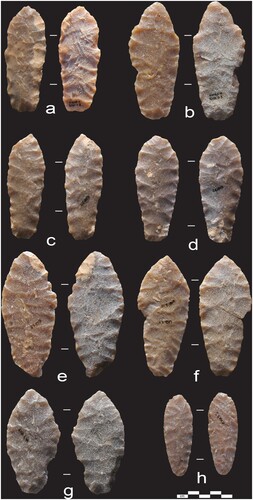 Figure 4 The non-patinated (or very slightly patinated) and patinated sides of the eight complete point preforms or points: top row, from left: (a) GlQl-3:2; (b) GlQl-3:3; (c) GlQl-3:4; (d) GlQl-3:7; (e) GlQl-3:9; (f) GlQl-3:10/11; (g) GlQl-3:12; and (h) GlQl-3:5. Photographed courtesy of the Royal Alberta Museum.
