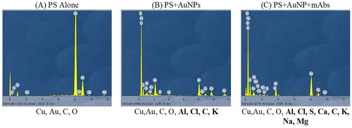 Figure 4. Energy dispersive X-ray spectroscopy analysis (EDX analysis) showing the presence of individual elements on (A) the pure PEGy AuNP, elements including Cu, Au, C, O, (B) the PEGy AuNP-AlPcS4Cl scaffold and (C) the PEGy AuNP-AlPcS4Cl-anti E6 scaffold, elements including Cu,Au, C, O, Al, Cl, S, Ca, C, K, Na, Mg. Elements are observed on the full scale from 0 to 12 keV with peaks of varying intensities.