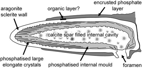 Fig. 6. Schematic section through a ray of Chancelloria. In most currently described material, the aragonite sclerite wall and the calcite spar filled internal cavity have been dissolved during sample preservation.