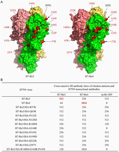 Figure 6. Key mutations in HA1 that contribute to the antigenic difference between the H7-Re3 and H4-Re4 viruses. (a) The amino acid differences in the HA1 between the H7-Re3 and H7-Re4 vaccine strains are shown in the 3D structure of the HA1 protein. The amino acid residues located on the surface of the globular head of the HA1 protein are shown in red. (b) Cross-reactive HI antibody titres of different H7-Re3 mutants against H7-Re3 antiserum, H7-Re4 antiserum, and an H7N9 monoclonal antibody.