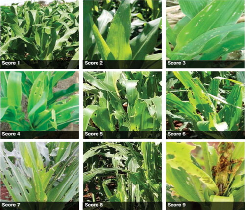 Plate 1. Visual rating scales for screening leaf damage by FAW (Prasanna et al., Citation2018).