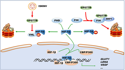 Figure 7. Model of how ISKNV protein VP077R regulates the HIF-pathway. ISKNV VP077R binds to VHL and competitively inhibits its interaction with HIF-1α, stabilizing the level of HIF-1α protein. Additionally, ISKNV VP077R interacts with FIH, promoting its ubiquitin-dependent degradation and maintaining the transcription activity of HIF-1α.