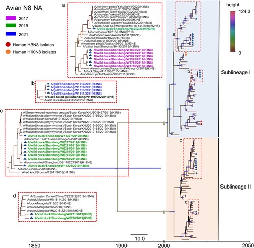 Figure 4. Phylogenetic analysis of the NA gene of the H3N8 virus. The sequences in purple, green, and blue represent the H3N8 viruses detected in this study.