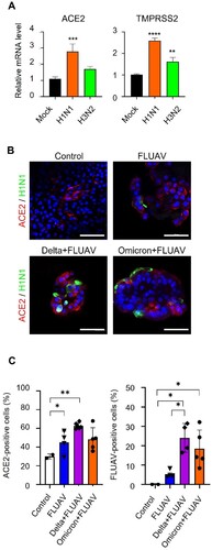 Figure 4. FLUAV infection increases ACE2 and TMPRSS2 in hiAT2 organoids. (A) Relative mRNA expression of SARS-CoV-2 entry receptors in hiAT2 organoids infected with FLUAV at 2 dpi. Data are mean ± SD. n = 4 independent biological replicates and four technical replicates each. ****p < 0.0001, ***p < 0.001, **p < 0.01, a one-way ANOVA with Tukey’s multiple comparisons test was performed to analyze intergroup differences. (B) Representative confocal images of hiAT2 organoids stained for ACE2 and nucleoprotein of FLUAV (H1N1). Control refers to uninfected cells. Scale bar = 50 µm. (C) Quantification of the percentage of positive cells in the confocal images of hiAT2 organoids infected with FLUAV alone, delta variant plus FLUAV, and omicron variant plus FLUAV. Data are mean ± SD; each dot indicates independent biological replicates. *p < 0.05, **p < 0.01, a one-way ANOVA with Tukey’s multiple comparisons test was performed to analyze intergroup differences.