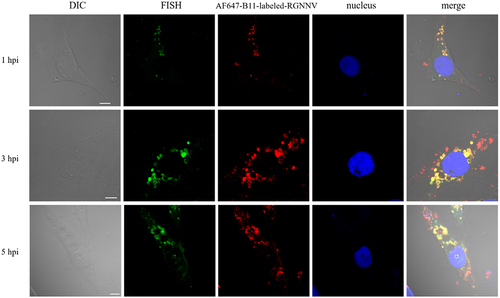 Figure 3. CP gene colocalized with vacuoles during RGNNV infection. GS cells were infected with AF647-B11-labelled RGNNV (red) synchronously, and fixed at 1, 3, and 5 hpi. A specific FISH probe (green) was used to target viral CP. Scale bar = 5 μm.
