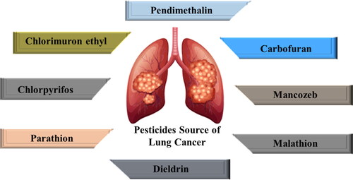 Figure 11. Pesticides are a source of lung cancer (Bonner et al., Citation2017).