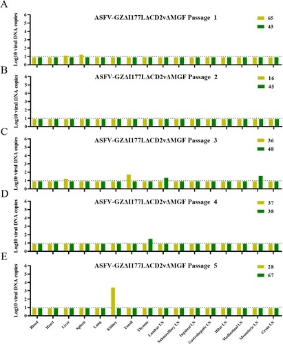 Figure 6. Safety evaluation in pigs. The ASFV-GZΔI177LΔCD2vΔMGF virus was serially passaged in pigs, indicating samples collected from the pigs that were euthanized on 3 dpi for viral DNA detection. The viral DNA copies of ASFV-GZΔI177LΔCD2vΔMGF virus from the 1st to 5th passage are shown in panels A to E, respectively. Note: LN–lymph node.
