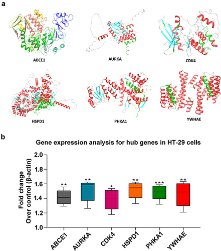 Figure 8. Structural representation and gene expression analysis for hub genes in HT29 cells. (a) The cartoon representation of six hub genes as 3D protein structures (ABCE1, AURKA, CDK4, HSPD1, PHKA1, and YWHAE) (b) relative expression levels of hub genes in HT-29 cells by RT-PCR. The relative expression levels of each gene were normalized to β-actin in the untreated group, which was arbitrarily set as 1. The reported values represent the mean ± SEM from three independent experiments, with the levels in the other groups determined relative to the control group. Statistical significance is denoted as follows: (*p < .05, **p < .01; ***p < .001) when compared to the control group.