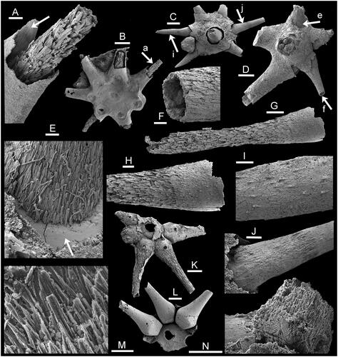 Fig. 1. Sclerites of Chancelloria sp. from the Henson Gletscher Formation (Cambrian, Miaolingian Series, Wuliuan Stage) of North Greenland. GGU sample 271718 unless stated. All specimens are broken, phosphatized sclerites and have been decalcified by preparation in weak acetic acid. A, B, PMU 21447 from GGU sample 271492. B, Basal view of sclerite showing phosphatized encrustation covering the foramina and large elongate crystals of the internal mould. A, Detail of broken ray (located by arrow a in B) shows outer layer of phosphatic encrustation with impression of fibrous texture of aragonitic outer shell (arrow; circumperipheral gap results from acid digestion) and coarsely crystalline core. C, I, J, PMU 21191, C, upper surface of internal mould partially encrusted by phosphate, with I, J, surface details of rays located by arrows in C. D, E, F, PMU 21192, D, upper surface of phosphatized internal mould with arrows locating E and F. E, Detail of infilled euendolith galleries on surface of coarsely crystalline internal mould with crystal of diagenetic quartz (arrow). F, termination of broken ray of internal mould showing blocky crystals within central void (dissolved diagenetic calcareous core). G, H, PMU 21193 from GGU sample 271492, phosphatized internal mould of broken ray, with detail (H). K, PMU 21444, basal view of coarsely crystalline rays with foramina. L, PMU 21194, upper surface of smooth internal moulds of three rays. M, PMU 21195, imbricated crystals. N, PMU 21195, irregular orientation of crystals at base of broken ray. Scale bars: 10 µm (I); 20 µm (A, E, F, H); 30 µm (G, J); 100 µm (B, C, L, N); 200 µm (D, K). (Images M, N by Michael J. Vendrasco).