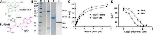 Figure 1. FL-NAH binding to the NSP14 MTase. (A) Chemical structure of FL-NAH. (B) SDS-PAGE analysis of purified NSP14, NSP14-NS10, and NSP16 of SARS-CoV-2, and ZIKV NS5. St, molecular weight standard; lane 1, NSP14; lane 2, SARS-CoV-2 NSP14-NSP10 complex; lane 3, SARS-CoV-2 NSP16; lane 4, ZIKV NS5. (C) Dose-dependent FL-NAH FP assay. FL-NAH (50 nM) was applied to 2-fold diluted concentration series of NSP14 and NSP14-NSP10 complex. FP was calculated by measuring the parallel and perpendicular fluorescence with excitation and emission wavelengths of 485 nm and 528 nm, respectively. N = 3. (D) Dose-dependent inhibition of FL-NAH binding to the NSP14 MTase by SAM and SAH. The NSP14 MTase was incubated with concentration series of SAM and SAH for 30 min. FL-NAH (50 nM) was added and further incubated for 30 min before fluorescence measurement. N = 3. FP values in the presence of SAM or SAH were normalized to that of the DMSO control (100%).