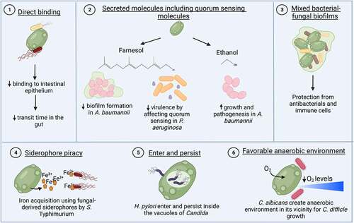 Figure 4. Direct interactions of gut fungi with enteric bacterial pathogens.