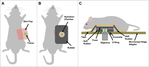 Figure 2. Tumor fixturing. Visualization of single cell movement within a tissue requires motion and artifact free imaging that can be obtained by proper tissue fixturing. (A) Supine view of a mouse after skin flap surgery to expose the underlying mammary tumor. (B) A hole slightly larger than the tumor is cut into a sheet of rubber and placed around the tumor forming a hydration chamber that is filled with PBS to keep the tissue hydrated over the course of the experiment. To provide support, plastic-backed foam is attached to the skin behind the tumor with surgical staples. (C) Side view showing the tumor within the hydration chamber with the fixturing apparatus in place. Strips of hard rubber are affixed with tape to the foam backing to immobilize the tissue to the microscope stage adaptor, without causing tissue compression. iNANIVID devices are inserted into the tumor and a coverslip is held in place with an O-ring.