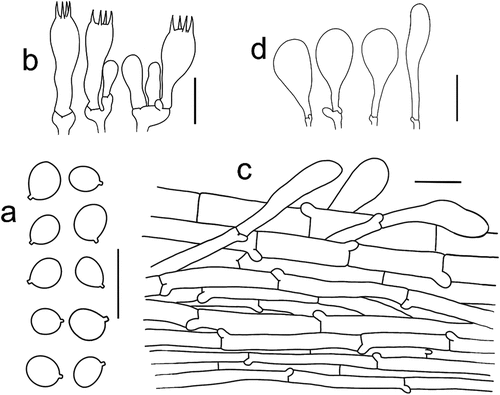 Figure 5. Microscopic features of Tricholomopsis aculeata (type, HKAS 129,330). (a) Basidiospores; (b) Hymenium; (c) Pileipellis; (d) Cheilocystidia. Bars: a – b = 10 μm, c – d = 20 μm.