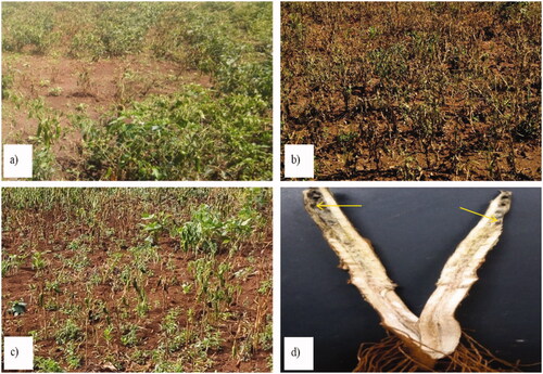 Figure 3. Symptoms of pepper wilt in the assessed field. (a) Wilted pepper plants; (b) Dead plants due to disease; (c) Dropped leaves and flowers; (d) Dark-brown vascular tissue discoloration 30 cm above the base of plants. The photos were taken during the experiment by the first author– Tadesse Tilahun.