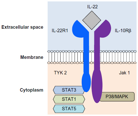 Figure 1 IL-22 receptor structure.