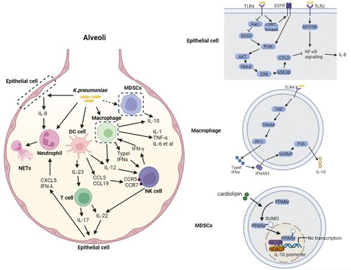Figure 4. Complex network of cytokines coping with K. pneumoniae infection. K. pneumoniae can directly interact with macrophages, neutrophils, DC cells and epithelial cells in alveoli (left panel). The macrophage is the major immune cell in alveoli, and can produce type I IFNs upon infection with K. pneumoniae, resulting in NK cell migration and IFN-γ production. IFN-γ further activates the macrophage anti-microbial armament; both macrophages and DC cells can produce IL-12, which is required for IFN-γ production. IFN-γ production can be additionally promoted by K. pneumoniae matured DC cells through the interaction of CCL5-CCR5 receptor and CCL19-CCR7 receptor on NK cells. K. pneumoniae-infected DC cells secrete IL-23 which further induces IL-17 production by T cells to promote bacterial clearance. IL-17 promotes CXCL5 production through IL-17R on the epithelial cells to induce the recruitment of neutrophils. The recruitment of neutrophils can also be promoted by IL-8 and IFN-λ secreted by K. pneumoniae infected epithelial cells. Neutrophils are involved in the elimination of K. pneumoniae through NETs formation. IL-22 interacts with IFN-λ to help maintain the integrity of epithelial barrier to inhibit neutrophil transmigration and microbial invasion. The MDSCs produced IL-10 also has a crucial role in K. pneumoniae clearance. The synergy of these cytokines constructs the complex network of host defense against K. pneumoniae. The detailed signalling pathways of IL-8 and IL-10 production upon K. pneumoniae infection are shown on the right panel. (Created with BioRender. com).