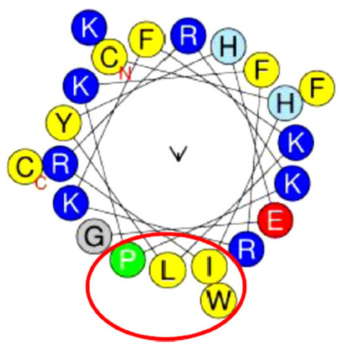 Figure 3 Helical wheel diagram of Charybdis feriatus-ALF1 (GenBank ID: KP688577) LPS domain predicted using the HeliQuest online tool.