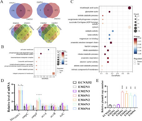 Figure 3. Transcriptomic and genomic changes in resistance evolved strains. A. Venn diagrams of differentially expressed genes in resistance evolved strains. The diagrams on the upper left and upper right showed upregulated and downregulated genes in EM2N1 and EM2N3 compared to the ancestral strain, respectively. The diagram on the lower left and lower right showed upregulated and downregulated genes in EM4N1-EM4N4 compared to the ancestral strain, respectively. B, C. Bubble charts of GO functional enrichment analysis of differentially expressed bacterial host genes in resistance evolved strains. Panel B demonstrated the GO functional enrichment analysis of differentially expressed host genes in EM2N1 and EM2N3 in comparison to the ancestral strain ECNX52, while panel C depicted the same analysis for EM4N1-EM4N4. The y-axis represented GO terms. The x-axis represented the ratio of differentially expressed genes (the ratio reflected genes related to the GO term in the differentially expressed genes to the total number of differentially expressed genes). The size of the bubble represented the number of enriched genes. The color of the bubble represented the value of P value, and the shape of the bubble represented the regulation direction of GO functional terms. D. Expression levels of resistance-related genes blaNDM-5, ompC, ompF, acrA, acrB, and tolC in resistance evolved strains using qRT-PCR. E. Changes in the copy number of plasmids in resistance evolved strains using qPCR. “*” means P < 0.05; “**” means P < 0.01; “***” means P < 0.001; “****” means P < 0.0001.
