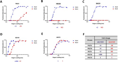 Figure 1. Receptor binding profiles of newly emerged H7N9 AIVs. The binding of purified reassortant H7N9 (A) YN/21, (B) HB/20, (C) SX/21, (D) GD/16 and (E) AH/13 to avian and human receptor analogues was measured by biolayer interferometry. (F) The fold-change of indicated reassortant viruses to avian (α2,3-SLN, shown in blue) and human (α2,6-SLN, shown in red) receptor analogues as compared to AH/13 was also shown below each figure. “-” indicates reduction, “+” indicates increase and “ND” = not detectable. The H7N9 AIVs was generated by reverse genetics with HA and NA from indicated H7N9 AIVs and the internal segments from PR8 H1N1 virus. Data is the combination of two repeats for each virus and receptor analogue combination.
