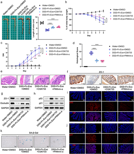 Figure 9. Inhibition of the ATM/ATR/p53 pathway alleviates the exacerbating effect of Fn-Exo on experimental colitis and cellular senescence. (a) Representative pictures of mouse colon morphology and statistical analysis of colonic length (n = 8). (b-d) Colitis severity in mice was evaluated by body weight loss (b), DAI (c), and histological score (d) (n = 8). (e) Representative images of H&E staining analyses. Scale bar = 50 μm. (f) Representative images of IHC staining of ZO-1 in mouse colon cross-sections. Scale bar = 20 μm. (g and h) Western blot assay was performed to measure the protein levels of ZO-1(g), Occludin (g), p53(h), and p21 (h) in colon tissues. GAPDH was used as an internal control. Groups are identified as shown. (i and j) The expression of p53 (i) and p21 (j) in colon cross-sections of mice was detected by fluorescence microscopy. Scale bar = 20 μm. (k) CGK733 and Pifithrin-α reduced the accumulation of SA-β-Gal in colon cross-sections of DSS- and Fn-Exo-treated mice. Scale bar = 20 μm. Data are represented as means ± SEM. *p < 0.05, **p < 0.01, ***p < 0.001, ****p < 0.0001.