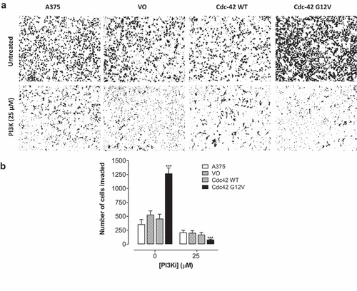 Figure 6. Cdc42(g12v) enhances the invasiveness of A375 cells, and this invasion is attenuated by inhibition of PI3K. A. A375 cells or A375 cells stably expressing VO, Cdc42 WT, or Cdc42(G12V) were treated with either DMSO (vehicle) or LY294002 (25 µM). a) Representative bright field images are shown. b) the number of invading cells were quantified using Image j. Values represent the mean ± SD of three independent experiments performed in triplicate. Significance (*p < 0.05; **p < 0.01; ***p < 0.001) compared with control group was determined by the Student’s t-test.