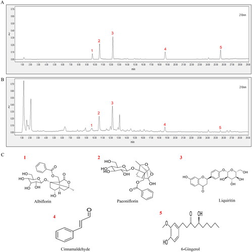Figure 2. UPLC fingerprinting of XJZD. (A) UPLC chromatograms of standards. (B) UPLC chromatograms of the XJZD extracts. (C) The structural formula of chemical compounds in XJZD: (1) albiflorin; (2) paeoniflorin; (3) liquiritin; (4) cinnamaldehyde; (5) 6-gingerol.