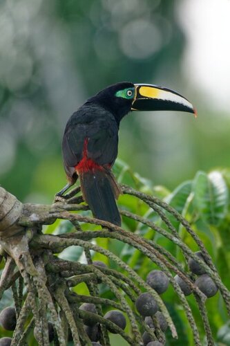 A many-banded aracari rests in a tree in the Ecuadorian Amazon. “Eventually, as natures economic services are valued, could it be that it is the industrialized North that owes the biodiversity rich South?”