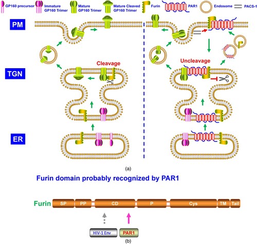 Figure 5. A. The model of PAR1 suppressing the cleavage of HIV-1 glycoprotein. As described in Figure 2, HIV-1 gp160 needs to be cleaved by furin. PAR1 interacts with furin, which is downregulated by PACS-1 from the plasma membrane and trapped at TGN, where furin is inhibited from cleaving HIV-1 gp160. B. Furin domain recognized by PAR1.