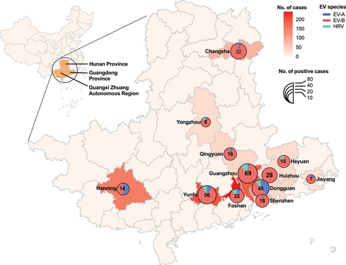 Figure 1. Geographic distribution of EV species in infants with suspected and confirmed EV infection across 12 cities in southern China, 2019–22. The pie charts show the proportions of EV-A (blue), EV-B (red), and HRV (green) in each city. The pie chart size reflects the number of EV species detected. EV, enterovirus; HRV, human rhinovirus.