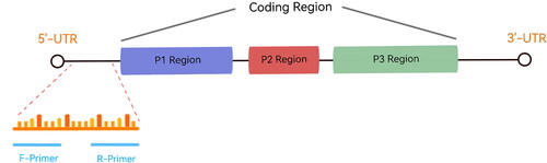 Figure 1. The primer targeting regions.