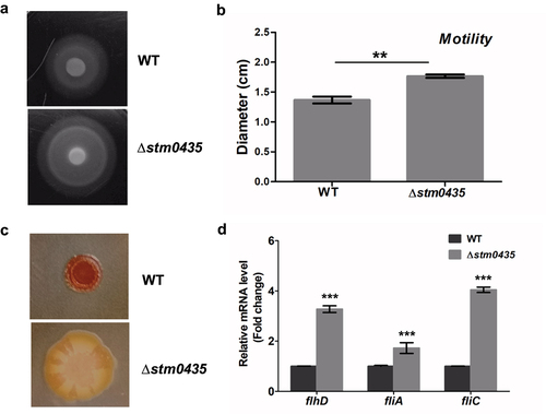Figure 3. STM0435 decrease the expression of flagellum and promote biofilm rdar morphotype formation. (a and b) The motility of the wild-type and ∆stm0435 strains was measured using 0.25% semisolid agar plates. (c) The biofilm phenotypes of wild-type and ∆stm0435 strains. The formation of rdar morphotype in bacteria grown for 24 hours on Congo red plates at 37°C. (d) The expression levels of flhD, fliA and fliC in the wild-type and ∆stm0435 strains were measured by qRT-PCR. Data are shown as the means and SEM, n = 3. ***, p < 0.001; **, p < 0.01; *, p < 0.05; n.s., p > 0.05.