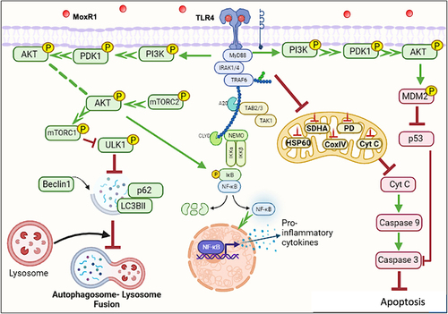 Figure 9. MoxR1 is a potent TLR4 agonist that activates downstream NFKB and MAPK signalling cascades to suppress autophagy and apoptosis. MoxR1 interacted with TLR4 to activate the downstream signalling cascades (NFKB and MAPK) by recruiting MYD88. The enhanced production of proinflammatory cytokines by Moxr1 depended on the activation of NFKB and MAPK signalling pathways. It inhibited autophagy, as evidenced by the protein levels of the classical autophagy markers. MoxR1 activated the pro-survival signalling cascade PI3k-AKT-MTOR to inhibit autophagy initiation. Moreover, MoxR1 also repressed MAPK JNK1/2 and cFOS to inhibit apoptosis, a crucial innate defence mechanism used to control the replication of pathogens. Notably, MoxR1 also induced robust metabolic reprogramming for rewiring the citric acid cycle intermediates for its benefit. Intracellular pathogens, including L. pneumophila and M. tb, inhibit mitochondrial oxidative phosphorylation for activating glycolysis-mediated production of ATP so that pathogen can exploit citric acid cycle intermediates for its metabolism. Our findings suggest that MoxR1 is a moonlighting protein of M. tb that the pathogen exploits to dampen host-directed defences for successful survival and virulence.