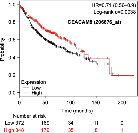 Figure 7 Kaplan–Meier survival curves of the higher and lower expression groups divided by the median value of CEACAM8 (Jetset probe, 206676_at) in patients with adenocarcinoma.