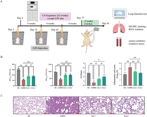 Figure 1 The study timeline and effects of EA on lung function and morphology. (A) Schematic showing establishment of a COPD rat model and EA treatment schedule. (B) Effects of EA on lung function assessed by FEV0.1/FVC and FEV0.3/FVC ratios, A/S ratio, and quantitative analysis of inflammatory cells in NC, COPD, EA-1 and EA-3 groups (n=6 per group). (C) Representative images of HE stained lung sections from each group (n=6 per group). Scale bar: 50μm; *p<0.05, **p<0.01.