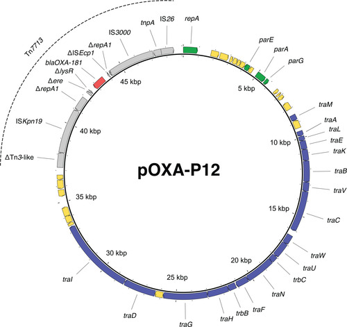 Figure 5: The novel MOBF plasmid pOXA-P12, harbouring blaOXA-181 within the novel transposon Tn7713. Red arrow = blaOXA-48, grey arrows = other parts of Tn7713, green arrows = genes associated with plasmid replication, blue arrows = genes associated with plasmid transfer, yellow arrows = genes coding for hypothetical proteins.