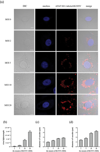 Figure 4. Analysis of internalized virus and vacuolization after RGNNV infection at different MOIs (a) GS cell imaging with different RGNNV MOIs at 5 hpi. GS cells were incubated with AF647-B11-labelled RGNNV (MOI = 0, 2, 5, 10, 20) as described. Cells were fixed 5 hpi. The nucleus was stained with Hoechst 33,342. (b) Quantification analysis of internalized RGNNV at different MOIs; > 80 cells were randomly selected and analysed by MATLAB. (c-d) quantitative analysis of the diameters of all vacuoles/cell (c) and the biggest vacuoles/cell (d) infected with different RGNNV MOIs. Vacuole diameters were analysed by image J software. Scale bar = 5 μm.