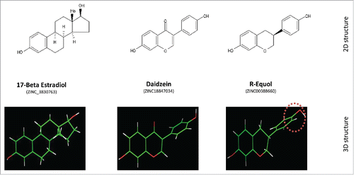 Figure 1. Structure of E2, daizein and R-eq. Upper Row: Two-dimensional (2D) structure comparisons of 17β estradiol, daidzein, and R-eq. Note hydroxyl groups at opposite ends of the molecules that are thought to be essential for binding into the ligand-binding pocket on ERα.Citation8 Lower Row: Three-dimensional (3D) structures showing differences in the spatial arrangements of these hydroxyl groups (red-white) in the same compounds. The asymmetric center of R-eq is shown at the rightmost position (red dotted circle)Citation9,10.