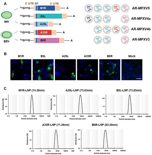 Figure 1. Design and characterization of MPXV mRNA vaccine candidate encoding multiple antigens. (A) Construction and encapsulation of mRNA-LNPs encoding multiple proteins of MPXV. (B) MPXV protein expression in HEK293T cells. Cells were transfected with antigen-encoded mRNAs and detected at 24 h post transfection by indirect immunofluorescence staining. Scar bar, 50 μm. (C) Representative size distribution graph of A35R-LNP, B6R-LNP, M1R-LNP, A29L-LNP and E8L-LNP.
