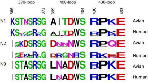 Figure 2. The sequence of the three loops (residues 366 to 373), 400 loop (residues 399 to 404), and 430 loop (residues 430 to 433) that form the second receptor binding site of the N1, N2, and N9 in humans and birds. This Seqlogo was generated by the WebLogo program (http://weblogo.berkeley.edu/logo.cgi) using strains retrieved from the GenBank database.