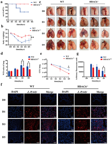 Figure 2. Protective effects of HDAC6 knockout on acute lung injury induced by L. pneumophila in a mouse model. (a) Survival rate of mice in the WT group and HDAC6−/− group following L. pneumophila infection. (b) Changes in body weight during L. pneumophila infection in the WT and HDAC6−/− groups. (c) Representative image of mouse lung. (d) Lung wet/dry ratio in the WT and HDAC6−/− groups after infection by L. pneumophila. (e) L. pneumophila CFUs in the lungs of chimeras on D1,D3,D5 post-infection in the WT and HDAC6−/− groups. (f) Immunofluorescence labeling for L.pneumophila (red) and nucleus (DAPI, blue) in the in the lung tissue of mice showing significantly decreased L. pneumophila expression in HDAC6−/− group relative to the WT group. (g) Quantitative analysis of L. pneumophila fluorescence in (f). n = 4 mice in each group at each time point. Data were expressed as mean ± SD. *p < 0.05, **p < 0.01.