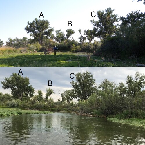 Figure 3. Side channel 4-1, located on river-right between 3 and 4 river-km, in August 2009 (top) and in September 2019 (bottom) with labelled trees for comparison (A, B, C). Both photos are looking downstream from the inlet.