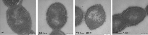 Figure 8. Transmission electron microscopy reveals a different capsule morphology for S. suis 10∆ideSsuis∇ideSsuis_ EcoRI. The expression and thickness of the capsule of S. suis strain 10 (wt), 10∆ideSsuis (∆ideSsuis), 10∆ideSsuis∇ideSsuis_C195S (∇ideSsuis_C195S) and ∆ideSsuis∇ideSsuis_EcoRI (∇ideSsuis_EcoRI) was investigated by transmission electron microscopy using lysine-ruthenium red staining. The morphology of the capsule of the complemented S. suis mutant ∇ideSsuis_EcoRI differs from that of the other strains in that it appears less dense and significantly thinner.